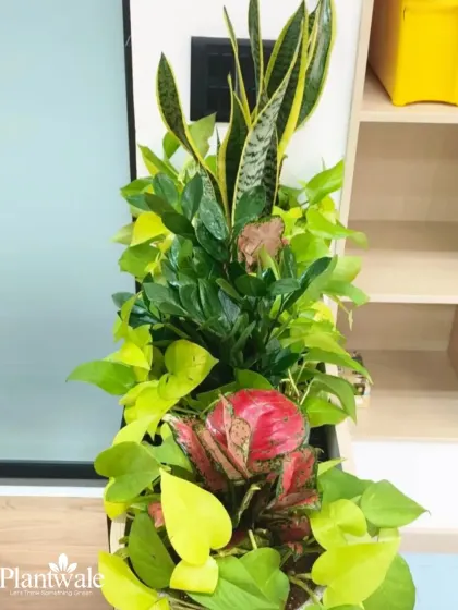 A close-up on the vibrant foliage within the office planter. The red Aglaonema provides a beautiful contrast to the various shades of green, adding a pop of color to the arrangement.