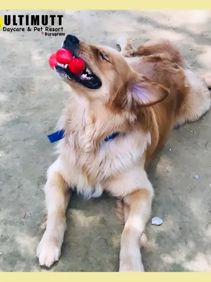 My toy, my rules. This Golden Retriever is enjoying a quiet moment with his favorite red ball.