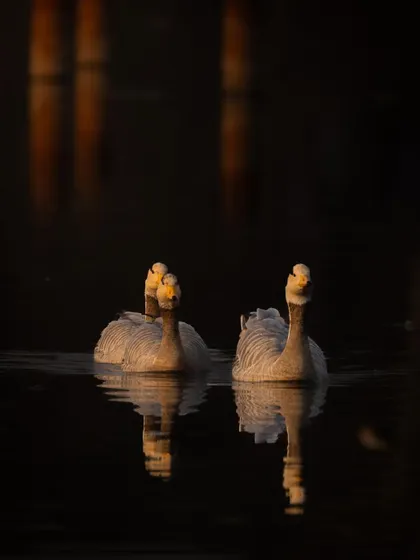 The Bar-headed Geese look towards the camera, their reflections glowing in the dark water. This low-light shot has a wonderfully moody and intimate feel.
