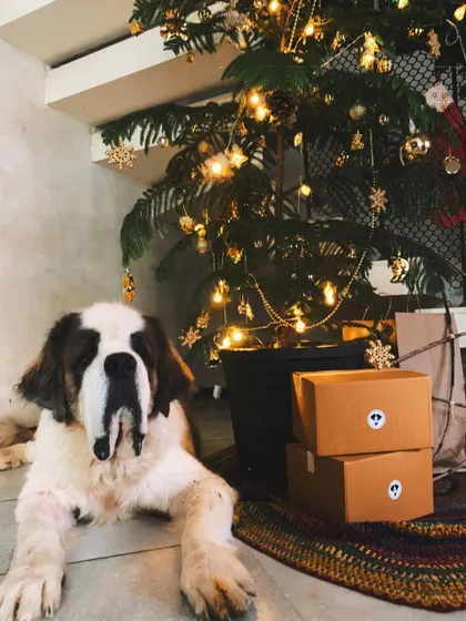 Bullet patiently waiting for his Christmas DoggyBox. A healthy meal plan is one of the best gifts you can give your furry family member.