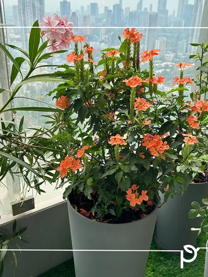 A vibrant mix of orange Aboli and pink Kaner flowers in an urban balcony setting, showcasing how native plants can create a therapeutic and colorful space.