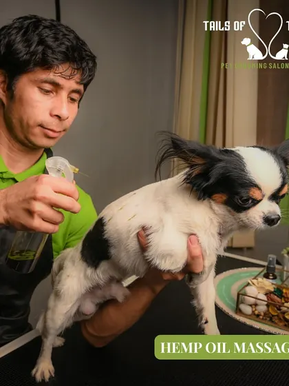 This little chihuahua is receiving a calming hemp oil massage. It's a wonderful service for anxious pets or those with skin sensitivities.