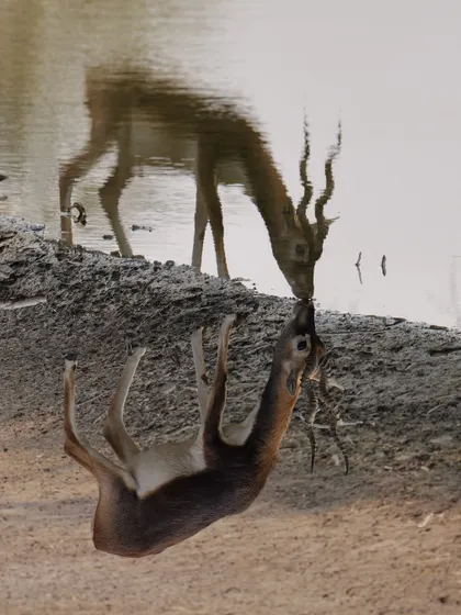 A creative composition showing a blackbuck and its reflection, aligned to look like a "virtual kiss." This is an example of seeing the world differently through the lens to create a unique and memorable image.