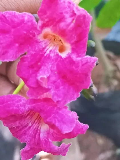 A close-up of the vibrant pink flowers of the Tabebuia haemantha tree. These flowering trees create a spectacular display and are a wonderful addition to a larger landscape.