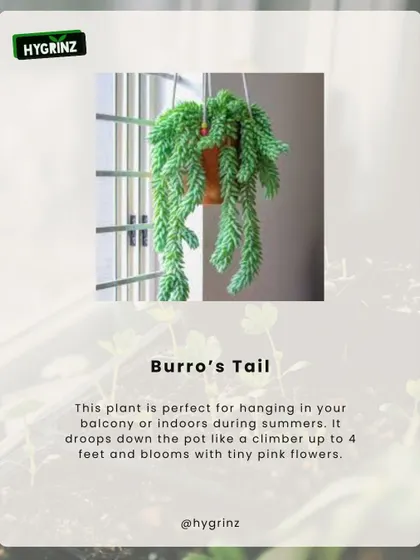 Succulents like the Burro's Tail are perfect for summer. They are drought-tolerant and look great in hanging baskets on a balcony or indoors.