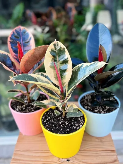 Here you can see three popular varieties of the rubber plant side-by-side. All of them are excellent, low-maintenance indoor plants that act as natural air purifiers.