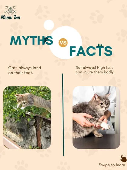 Myth vs. Fact: Do cats always land on their feet? This post debunks a common myth and explains why safety is so important.
