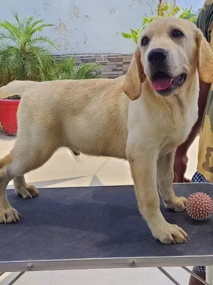 A young Labrador standing on my grooming table after a full trim. He looks smart and is ready for the summer.