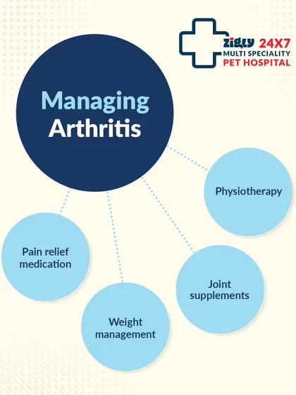 Managing arthritis involves a multi-faceted approach. We use a combination of pain relief medication, joint supplements, weight management, and physiotherapy to improve your pet's quality of life.