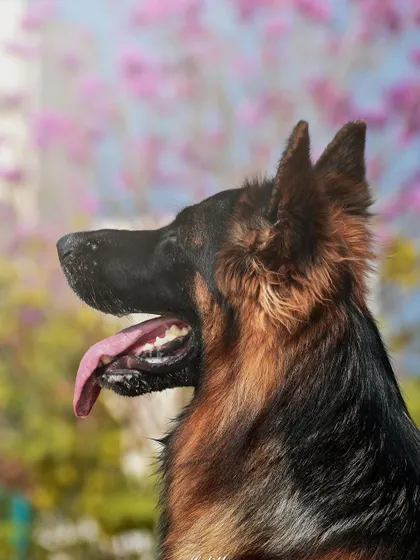 A majestic German Shepherd posing with Bengaluru's iconic Tabebuia flowers in the background. This profile shot captures a quiet, dignified moment, blending a beautiful pet with a beautiful setting.