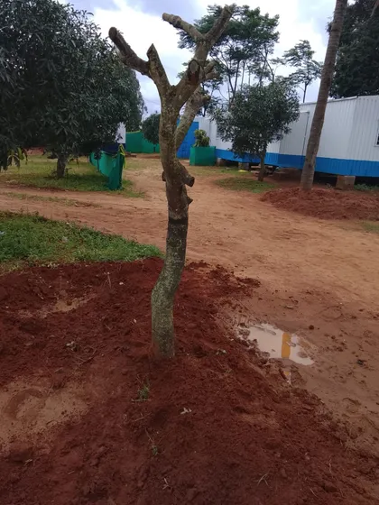 A pruned tree stands firmly in its new location on a development site. Even in challenging soil conditions, our proper replanting techniques ensure the tree is stable and ready to grow.