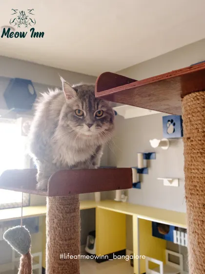 Perched high on a cat tree, this fluffy guest surveys the room. Having access to high places helps cats feel secure and in control of their environment.