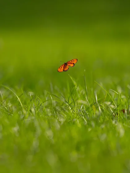 An orange butterfly floats above a field of green grass. The simplicity and vibrant colors of this image evoke a feeling of freedom and the beauty of a summer day.