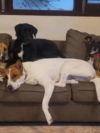 The whole gang relaxing on the couch. This is a typical evening at our center, with dogs of all shapes and sizes living together like a family.