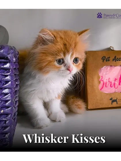Whisker Kisses. An adorable orange and white kitten peeks out from behind a basket, a heartwarming image that captures the pure joy and innocence of our feline friends.