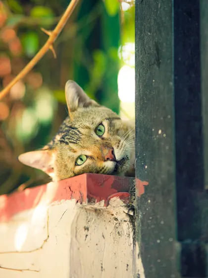 A sweet moment with a cat peeking over a wall. The shallow depth of field brings all the attention to its expressive green eyes.