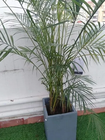 A healthy areca palm in a modern grey planter, an example of the high-quality plants we source and install for our projects.