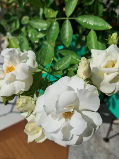 A cluster of white roses.