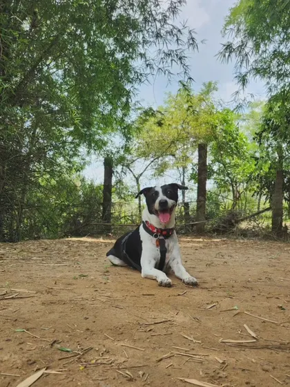 A happy, tired dog resting in the shade after a day of exploring. Providing these kinds of outlets for their energy leads to a calm and content companion.