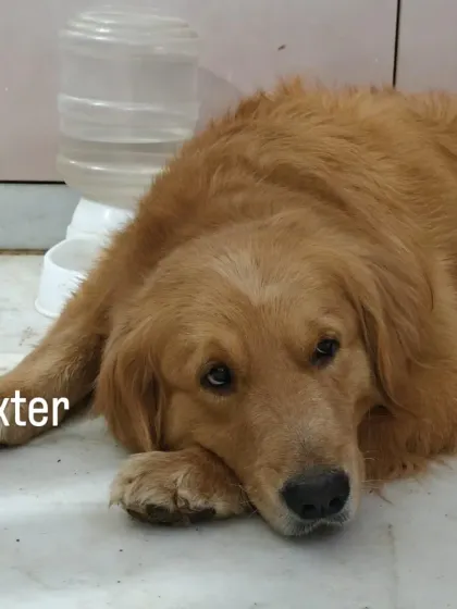 Dexter the Golden Retriever taking a rest by the water dispenser. He's a smart boy who knows how to stay hydrated after a good play session.