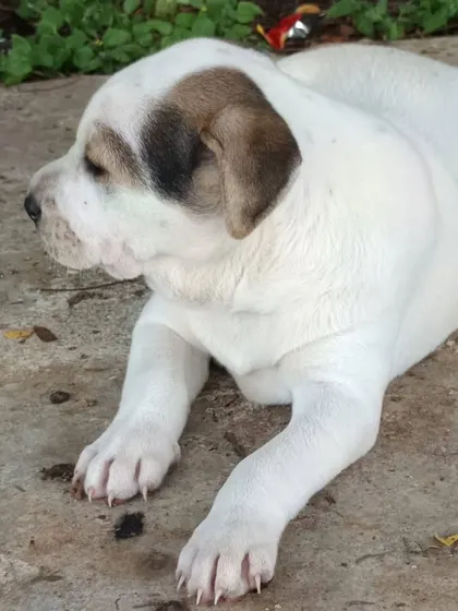 Look at the beautiful markings on this 30 day old Indie-Lab mix puppy. She is strong, healthy, and available for adoption.