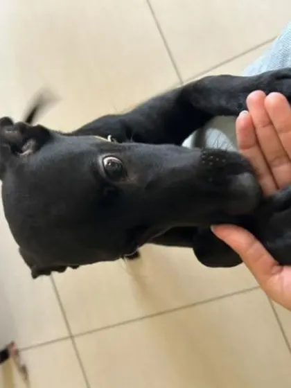 A playful moment with Kuri. This affectionate indie girl loves to be around people and is ready to bring joy to a new home.