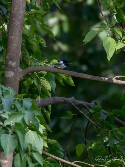A more distant shot of the white morph Paradise Flycatcher.