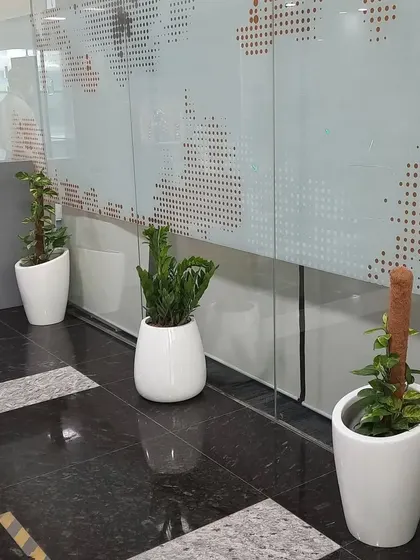 A row of indoor plants in matching white ceramic planters lining a glass wall in an office, creating a sense of privacy and a green corridor.