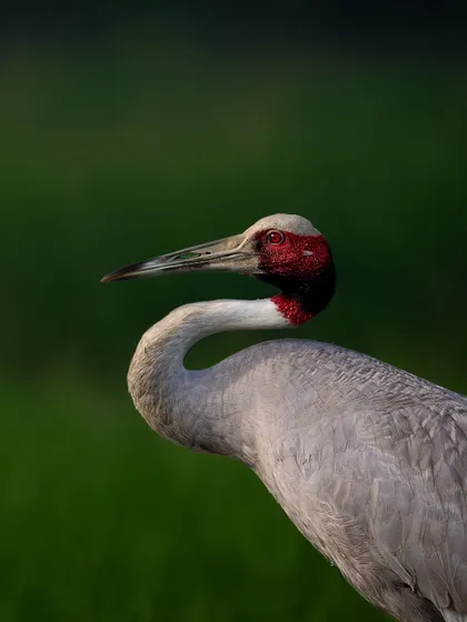 A detailed portrait of a Sarus Crane's head and neck, showing the texture of its skin and the intensity of its gaze.