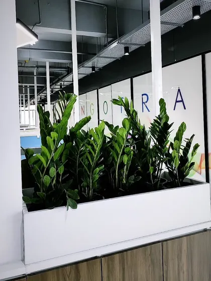 The deep green, glossy leaves of these ZZ plants create a bold statement in this minimalist white planter. This is a great low-maintenance plant choice for busy offices, as they are extremely hardy and drought-tolerant.