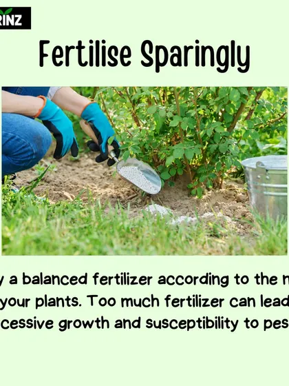 It's possible to give your plants too much love. This tip explains why you should fertilize sparingly, as too much can lead to weak growth and make plants more susceptible to pests.