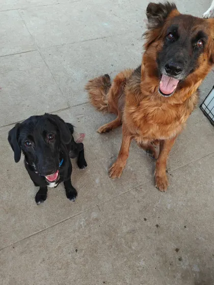 You know you are doing something right when your boarding guests look like they are about to drop a new music album. A well-socialized German Shepherd and a happy black indie dog posing for the camera, comfortable and relaxed in our open hosting environment.