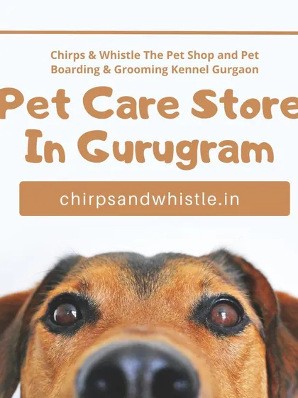If you're looking for a complete pet care store in Gurugram, your search ends here. I provide everything you need to keep your pets happy and healthy.