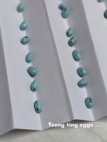 Making the teeny tiny eggs. Each one is painted with little speckles to look realistic.