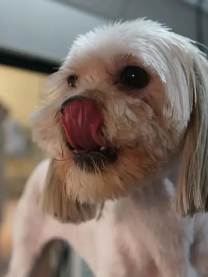 The final result is a happy and clean pup. That little tongue flick, or 'mlem', is the best thank you we can get.