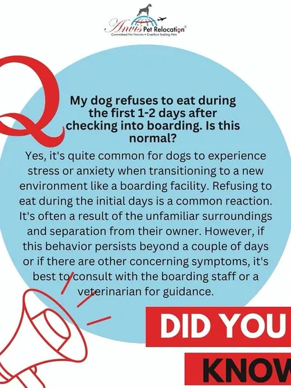 It's quite normal for dogs to feel a bit anxious and refuse food for the first day or two in a new environment. Our staff is trained to monitor this and help them settle in, but we always keep you informed.