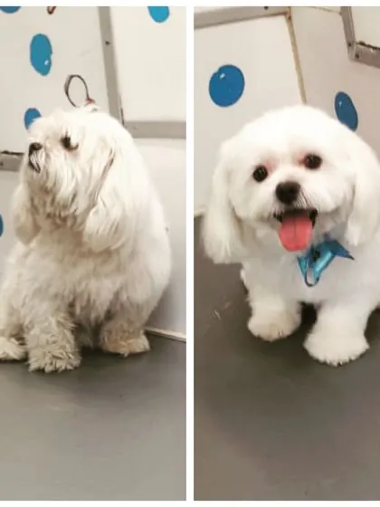 This fluffy white Maltese looks like a whole new dog! Our grooming brings out the best in your pet, leaving them looking and feeling fantastic.