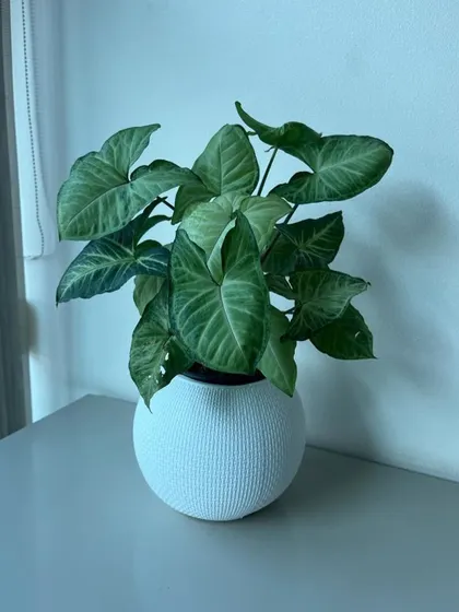 A Syngonium plant with beautiful variegated leaves, ideal for brightening up an indoor space.