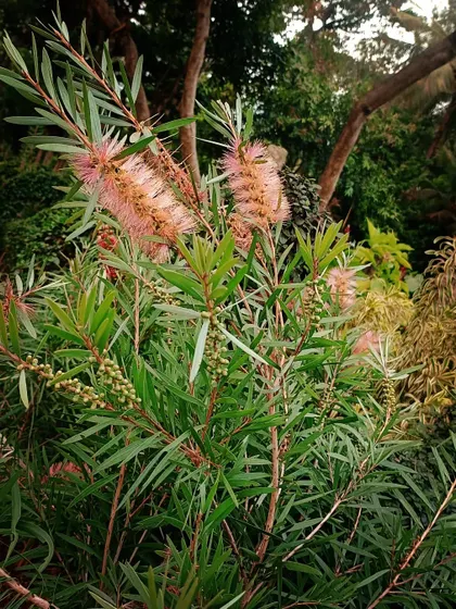 The Callistemon citrinus, commonly known as the Bottlebrush tree, is a hardy and beautiful addition to any garden. This 'Pink Champagne' variety offers soft pink, brush-like flowers, perfect for attracting birds and adding texture to your landscape design.