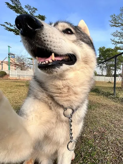 Another great selfie angle from our resident husky photographer, Tyga.