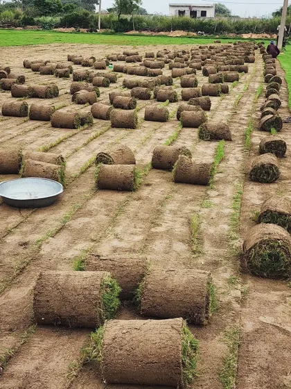 A field of freshly harvested Selection No.1 grass turf, showcasing the large volume we prepare for our clients.