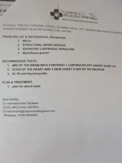 The vet's consultation notes for Buddy, outlining the recommended tests, including an MRI and echo. This shows the step-by-step process of diagnosing a difficult case.