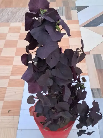 This is a Black Heart Sweet Potato vine. It has stunning dark purple, heart shaped leaves and can be grown as a beautiful trailing plant.