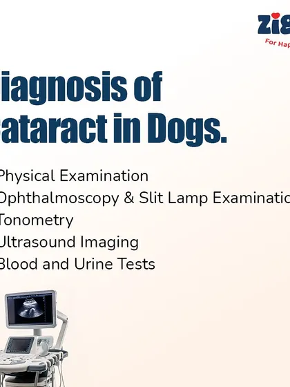 Diagnosing cataracts involves a thorough ophthalmic exam, and may include tonometry to measure eye pressure and an ultrasound to get a better look at the eye's internal structures.