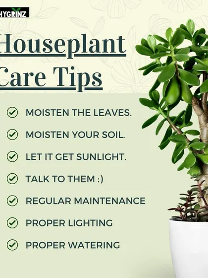 Here are some essential houseplant care tips to keep your indoor greenery happy. This includes moistening leaves and soil, providing sunlight, and even talking to them.