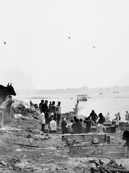 A wide, black and white photograph of the scene at Manikarnika Ghat, where a sacred cow stands overlooking the funerary proceedings by the river. This photojournalistic style captures the timeless, layered reality of life and death in Kashi.