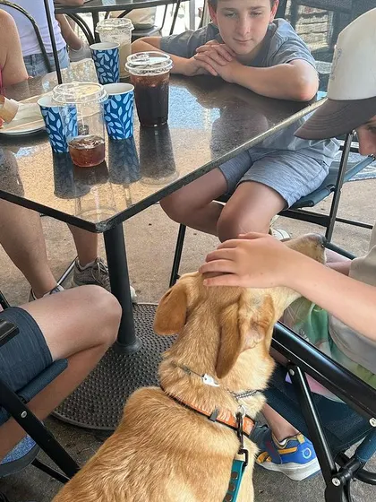 Here's Fritz, a once-insecure rescue, calmly accepting pets from kids at a cafe. This is the result of confidence-building exercises and proper socialization.
