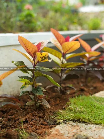 A close up of a newly planted bed. The rich, prepared soil and healthy young plants are the foundation for a thriving garden border that will grow to add color and texture to the landscape.