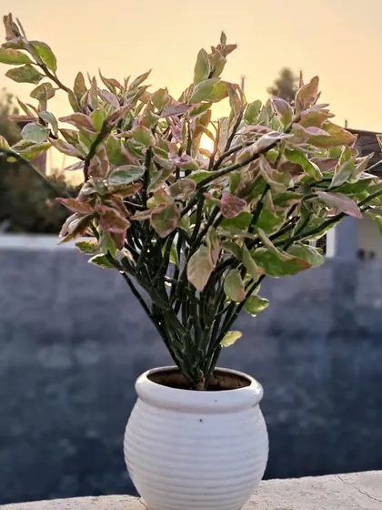 This is a Devil's Backbone plant, which has beautiful variegated leaves of pink, green, and white.