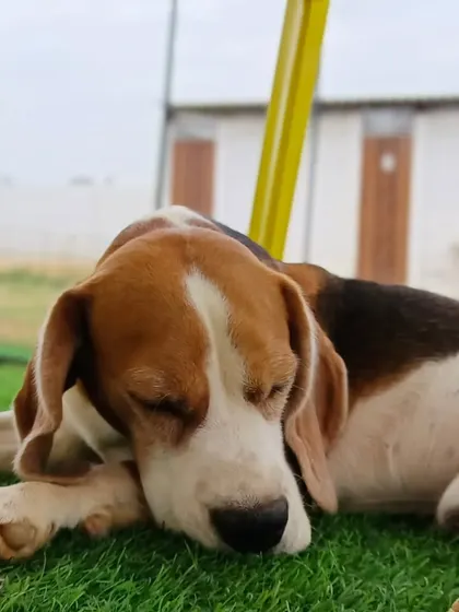 A sleepy Beagle taking a nap on the soft grass after a long day of play. It's proof that a tired dog is a happy dog.